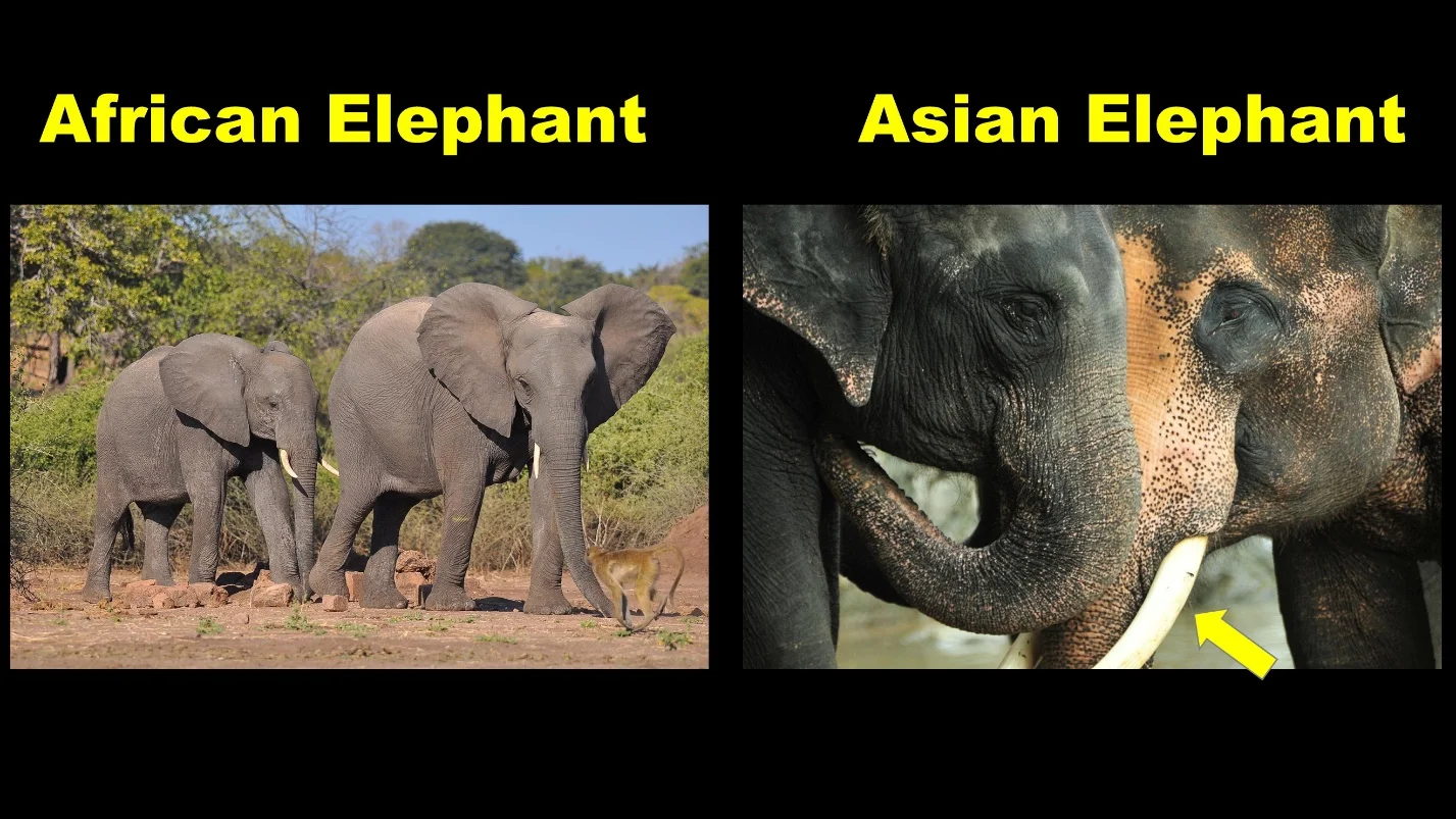Presence or absence of tusk – Differences between the African elephants and Asian elephants