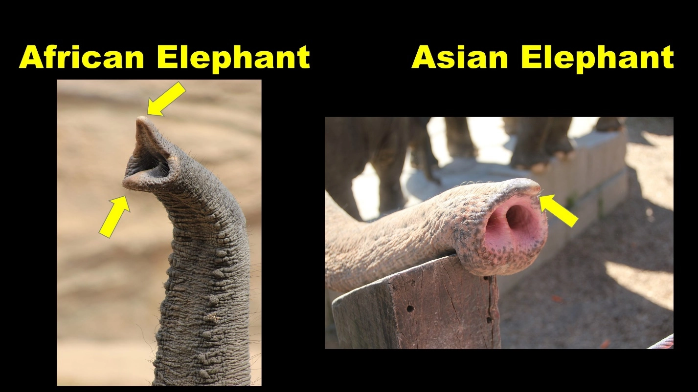 Nature of the Trunk – Differences between the African elephants and Asian elephants