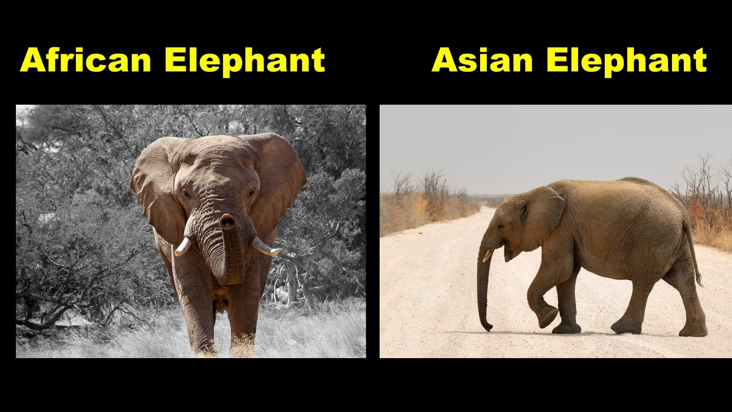 Body size of the Elephant – Differences between the African elephants and Asian elephants