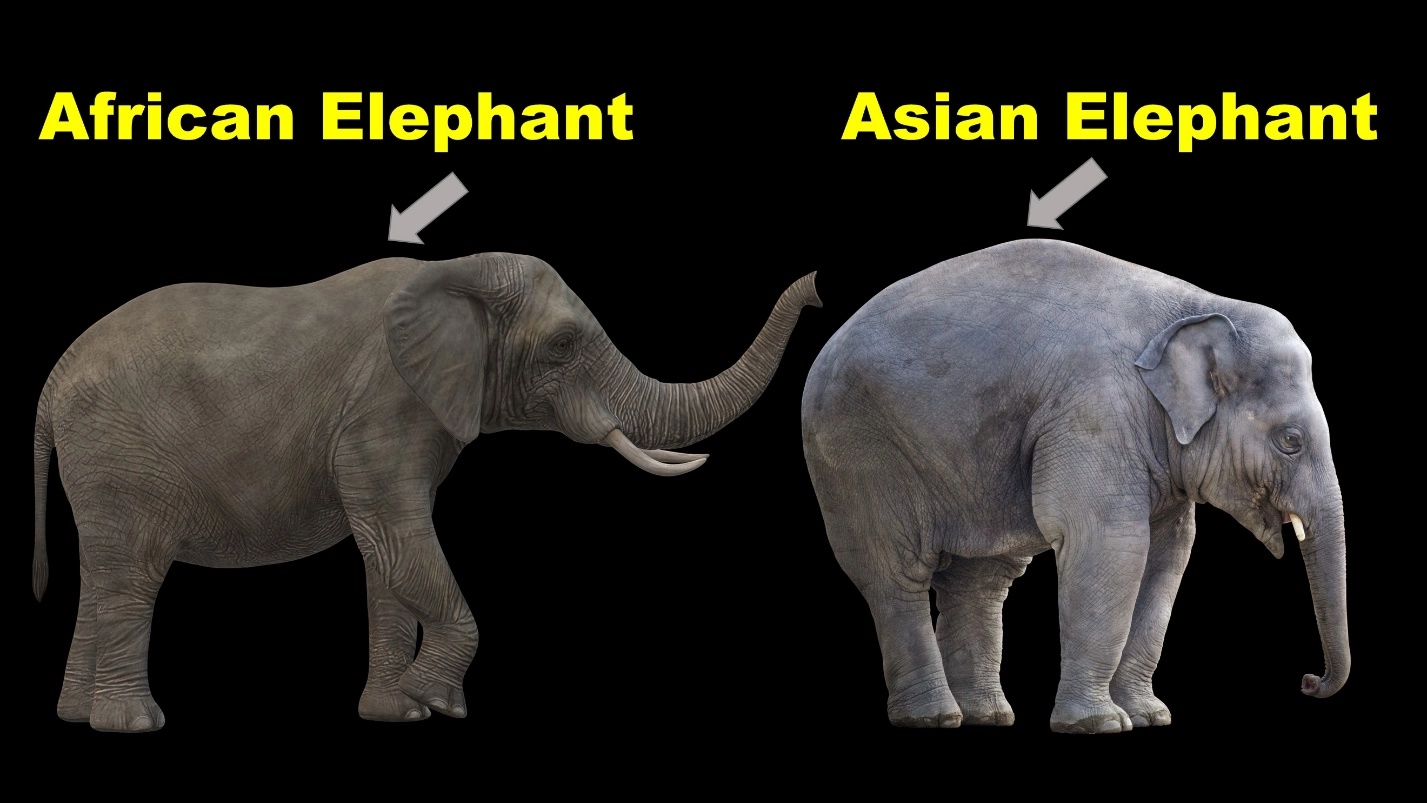 Body size of the Elephant – Differences between the African elephants and Asian elephants