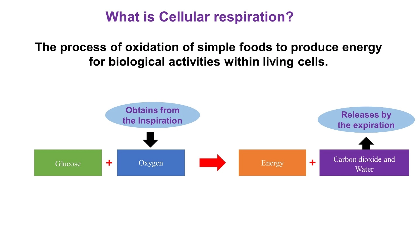 Cellular respiration