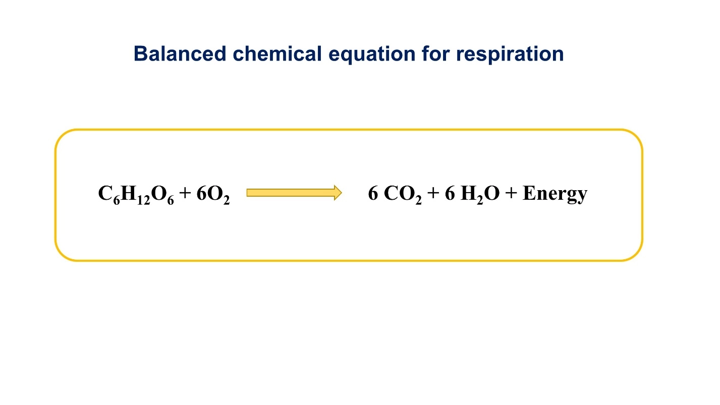 Balanced chemical equation for respiration – Cellular respiration