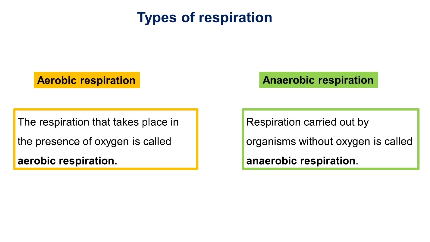 Cellular respiration – Biology study notes