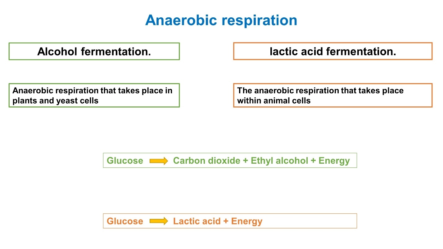 Anaerobic respiration – Cellular respiration