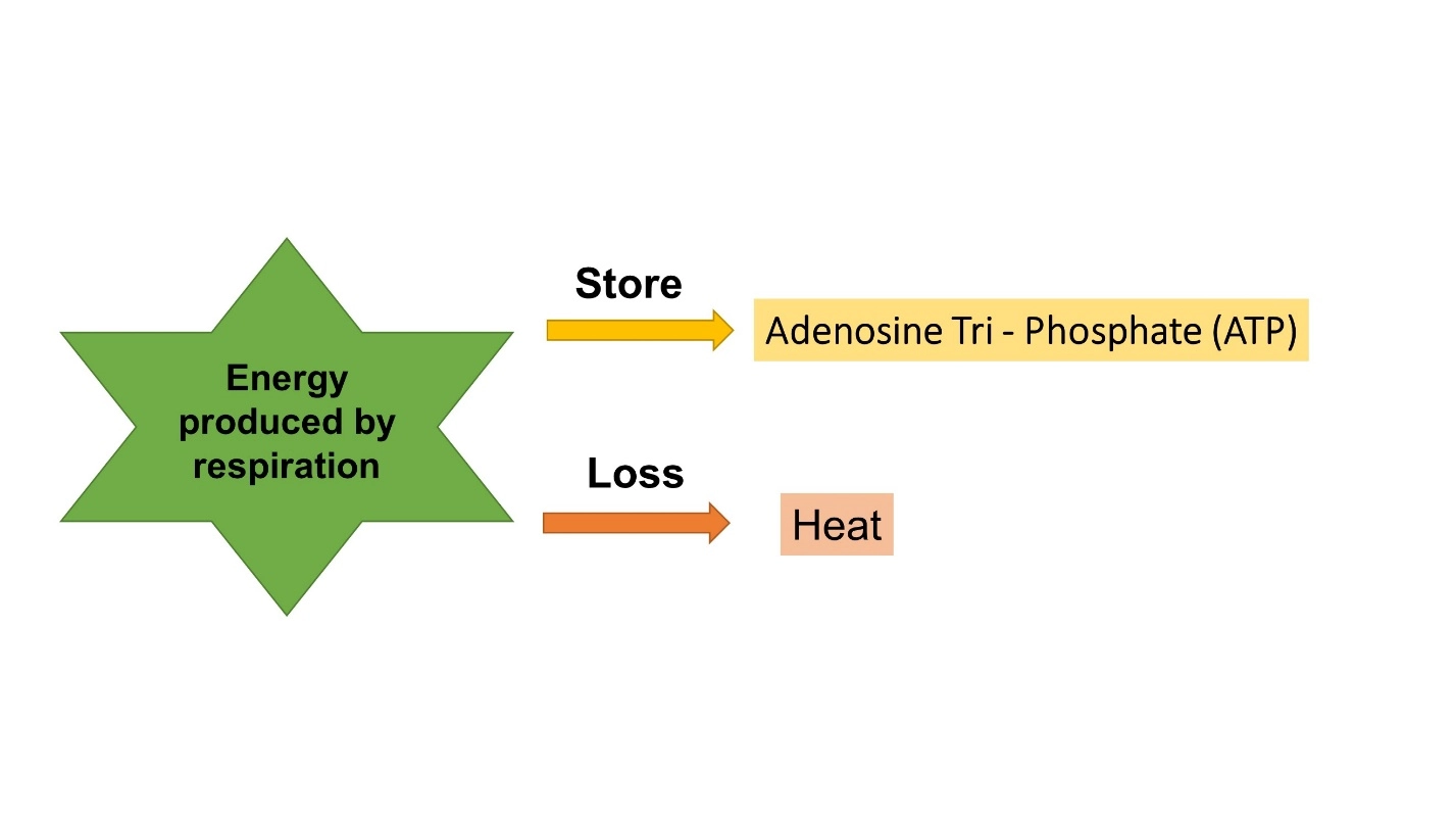 ATP energy – Cellular respiration