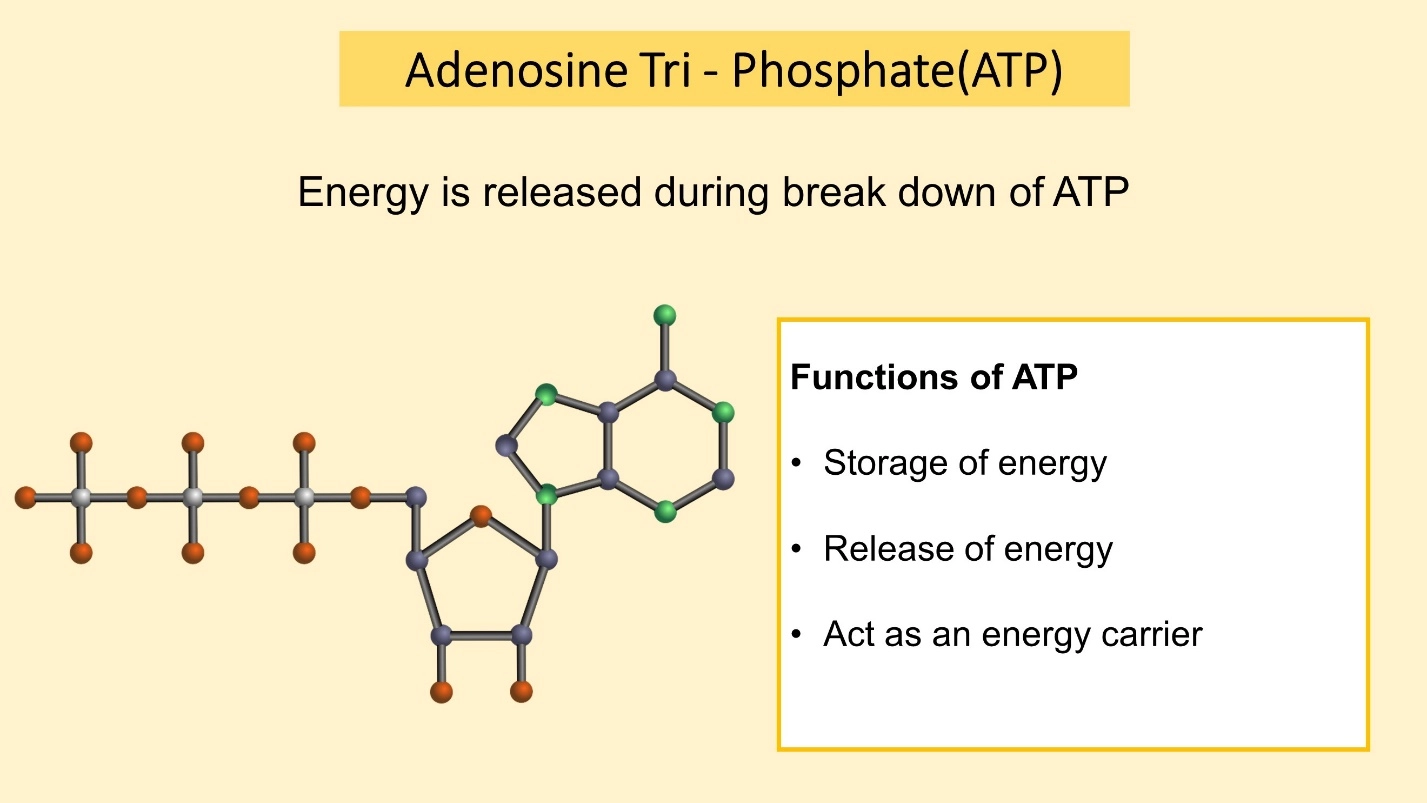 ATP energy – Cellular respiration