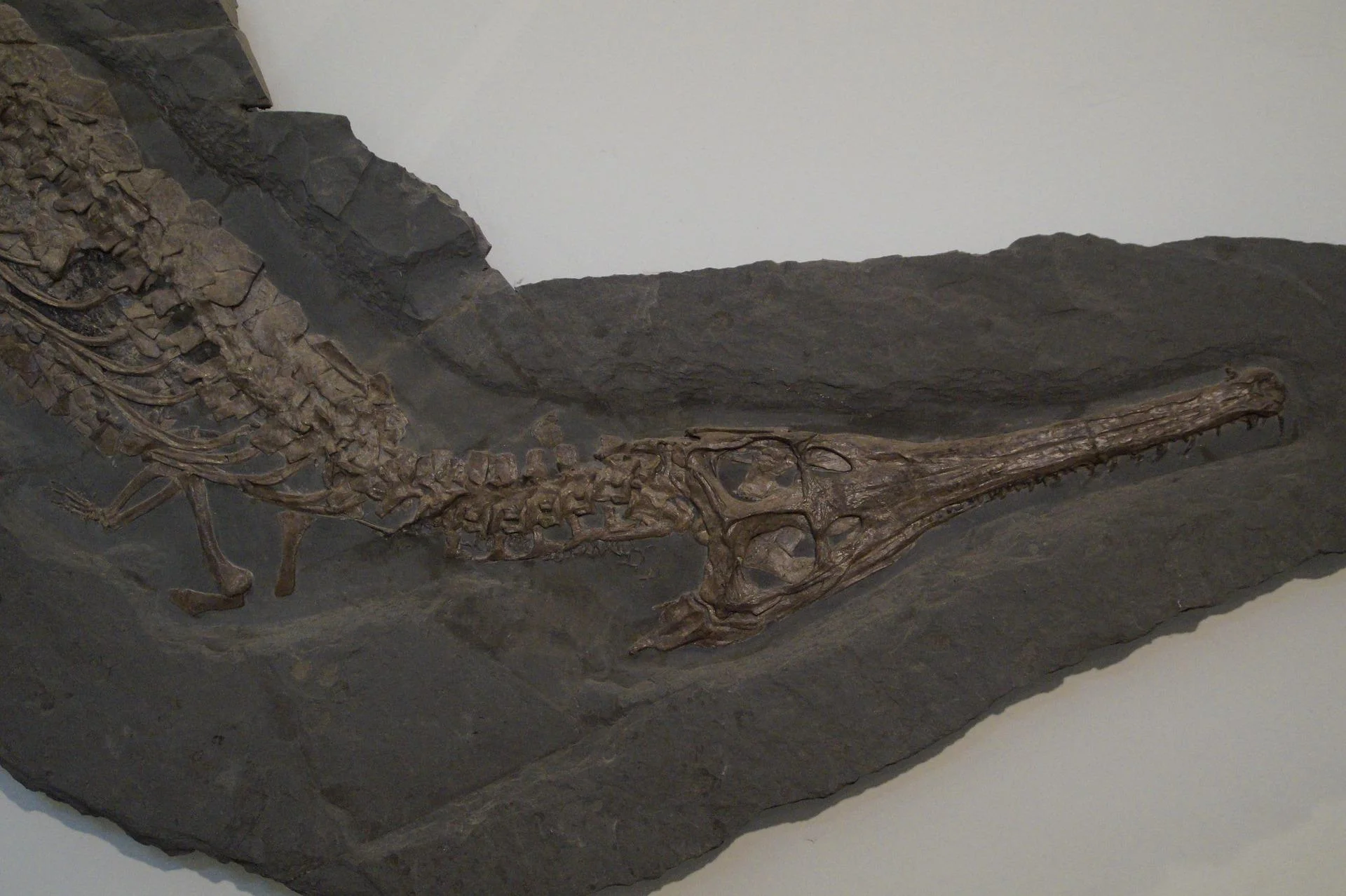 Origin – crocodile vs alligator – Differences between the crocodile and the alligator