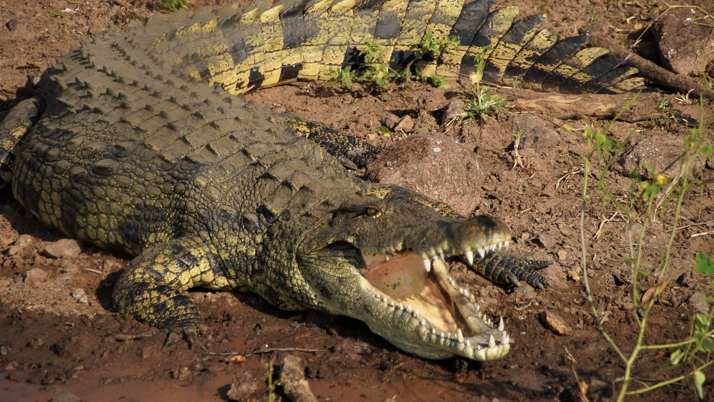 Facts about the crocodile and the alligator – Differences between the crocodile and the alligator