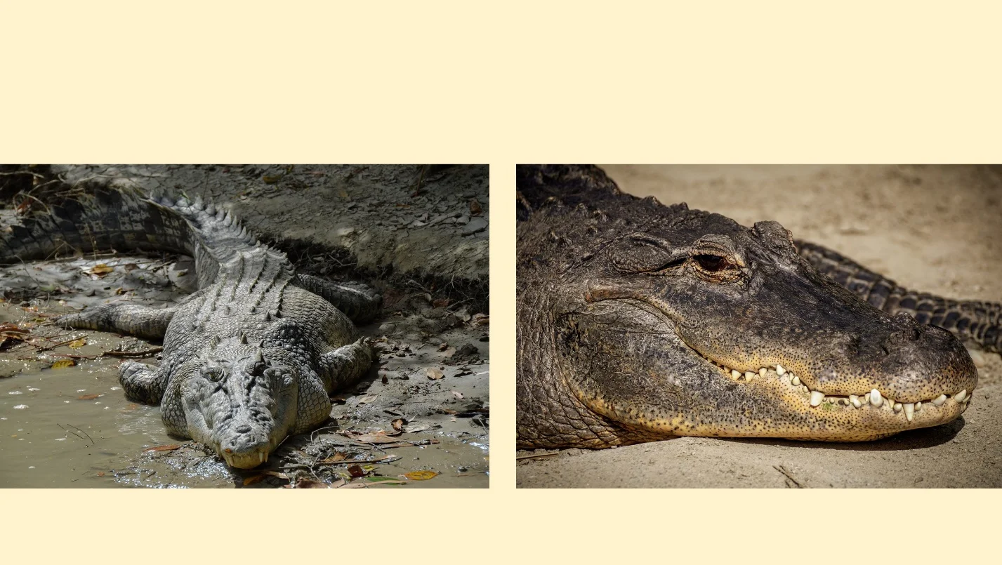 The shape of the snout – crocodile vs alligator – Differences between the crocodile and the alligator