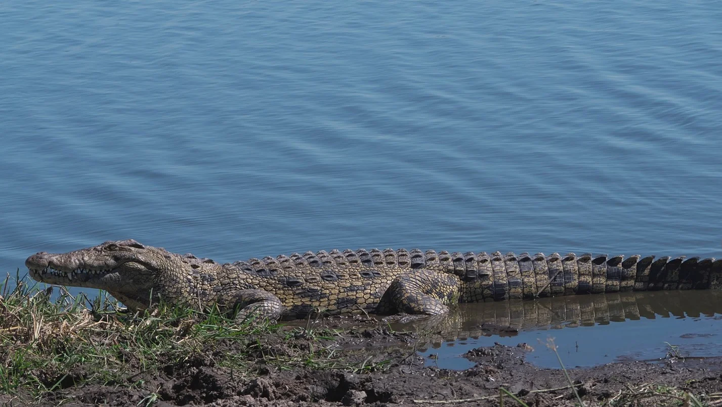 Natural Habitat – crocodile vs alligator – Differences between the crocodile and the alligator