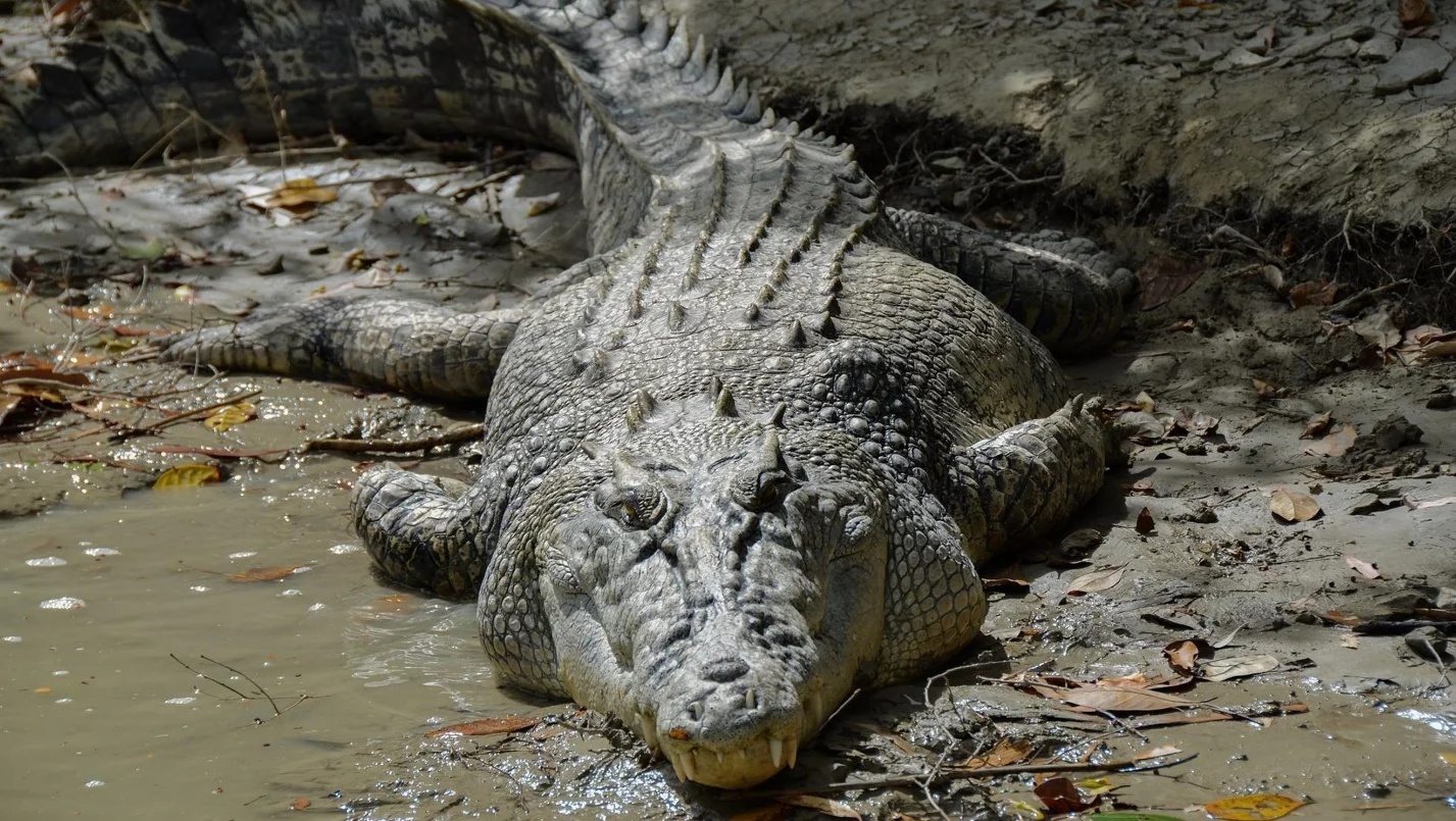 Size of the body – crocodile vs alligator – Differences between the crocodile and the alligator