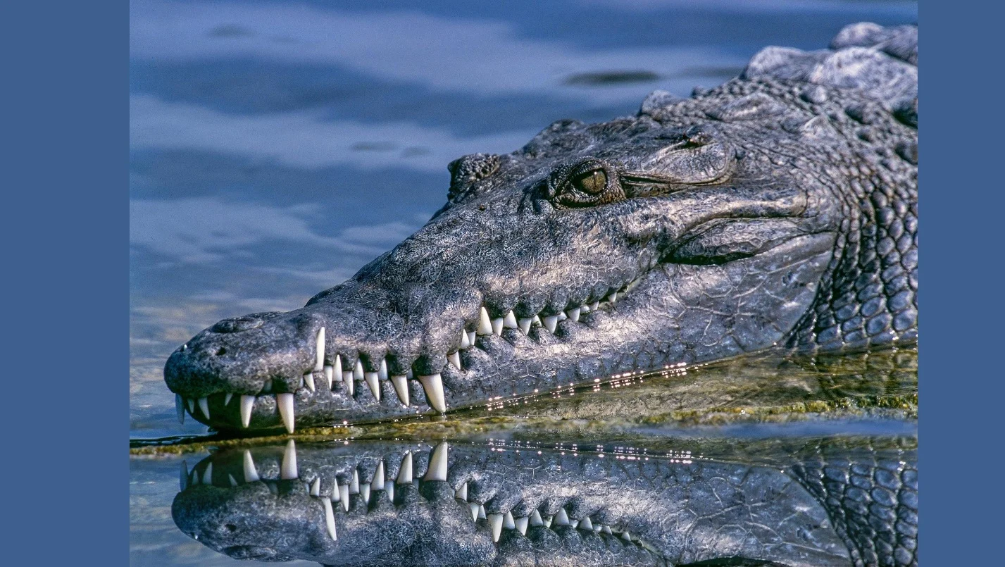 Mouth and Teeth – crocodile vs alligator – Differences between the crocodile and the alligator