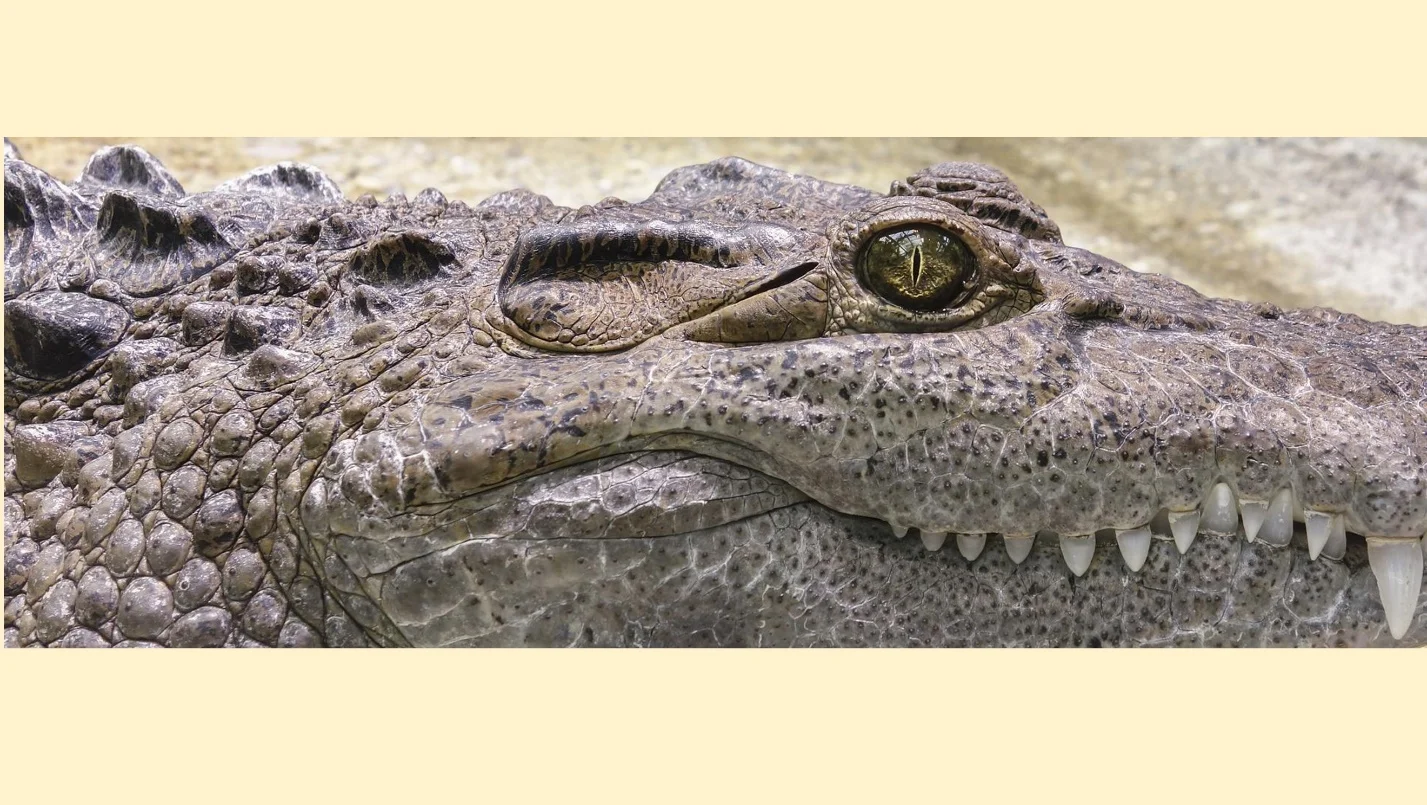 Mouth and Teeth – crocodile vs alligator – Differences between the crocodile and the alligator