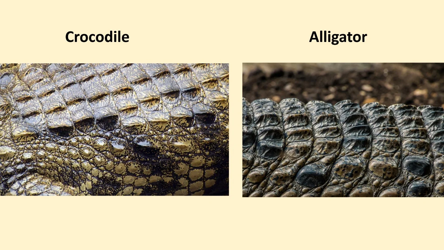Colour appearance – crocodile vs alligator – Differences between the crocodile and the alligator