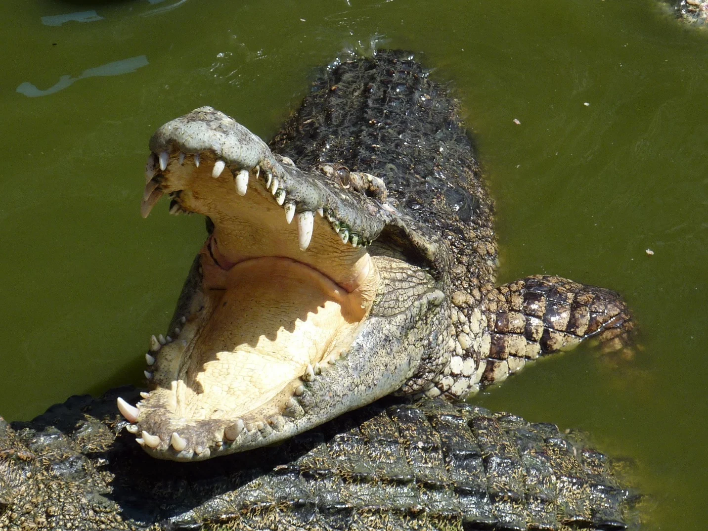 Behaviors – crocodile vs alligator – Differences between the crocodile and the alligator