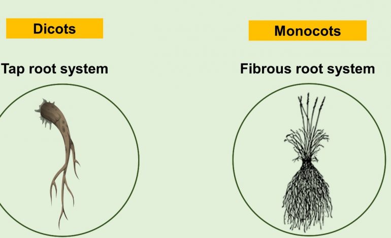  Differences between Monocot and Dicot