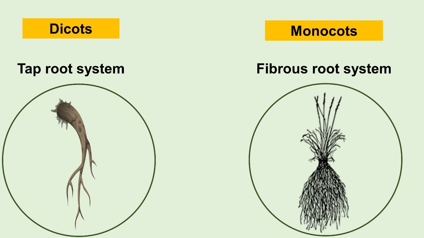 Differences between Monocot and Dicot