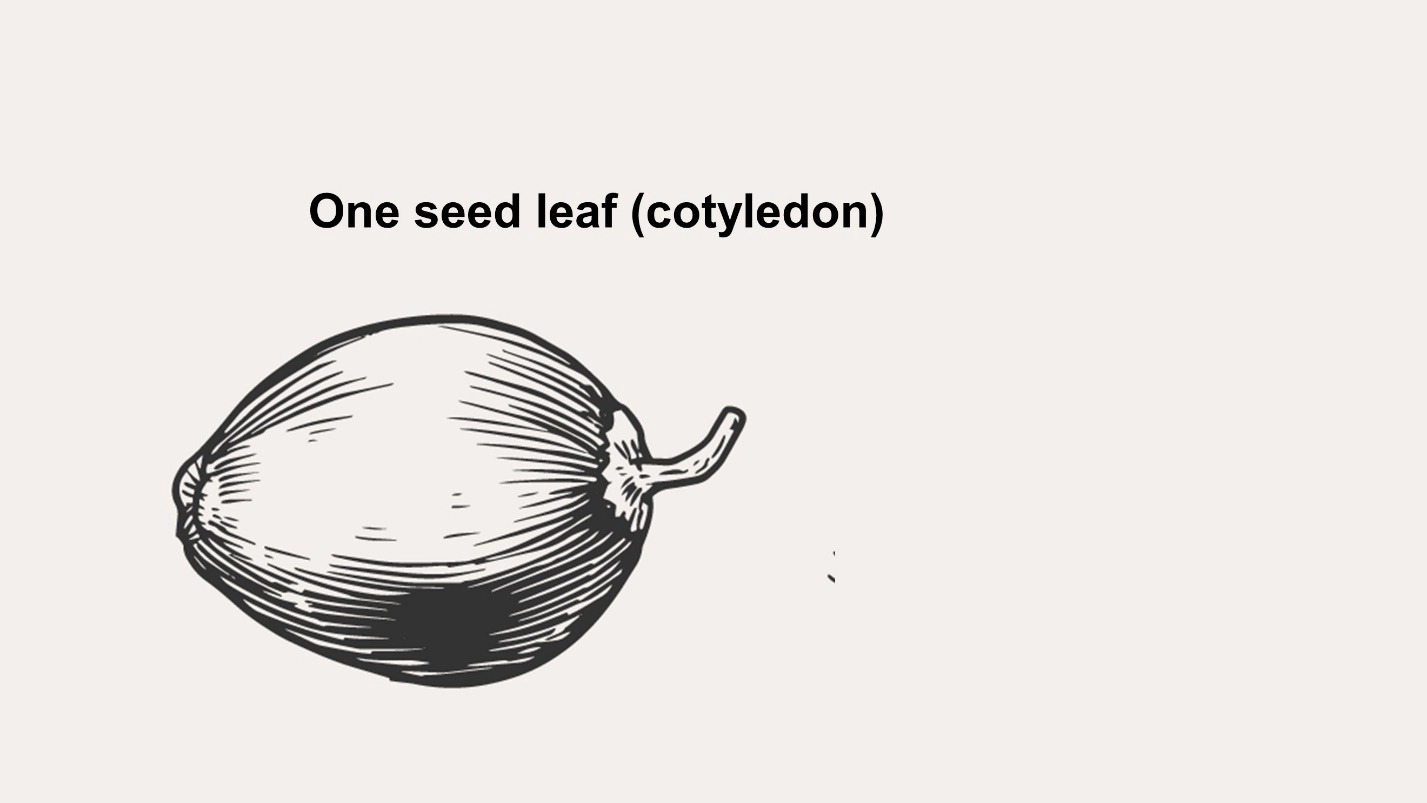 What is Cotyledons? – Differences between Monocot and Dicot