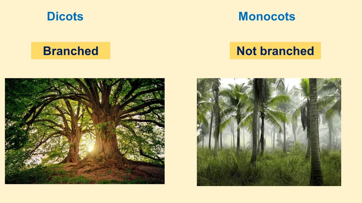 Branches – Differences between Monocot and Dicot