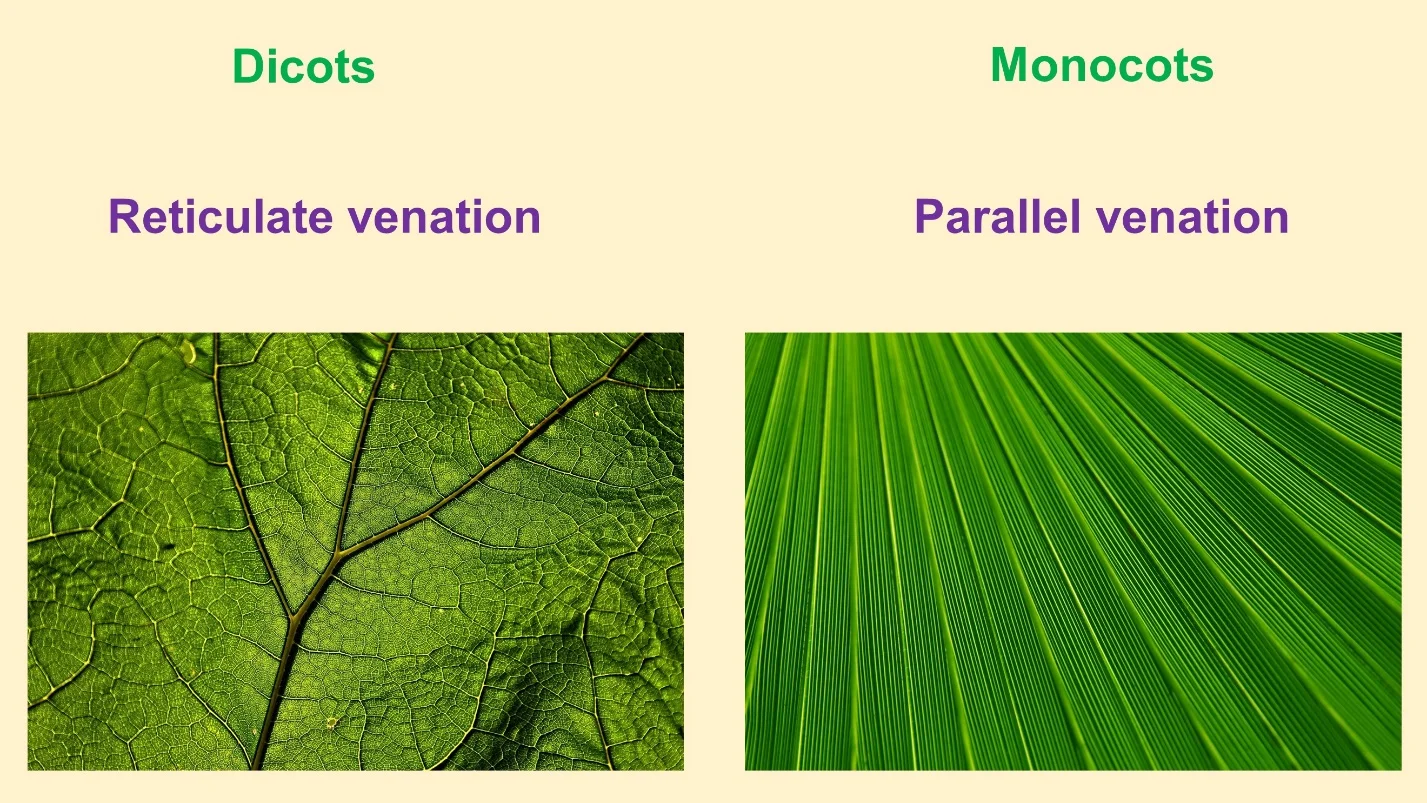 Venation patterns – Differences between Monocot and Dicot