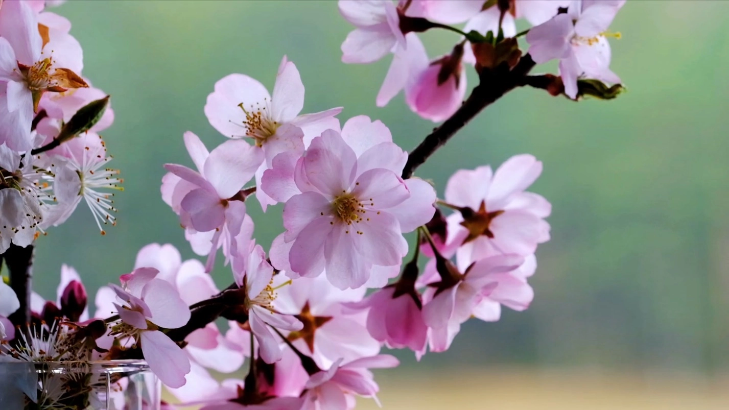 Number of petals in flowers – Differences between Monocot and Dicot