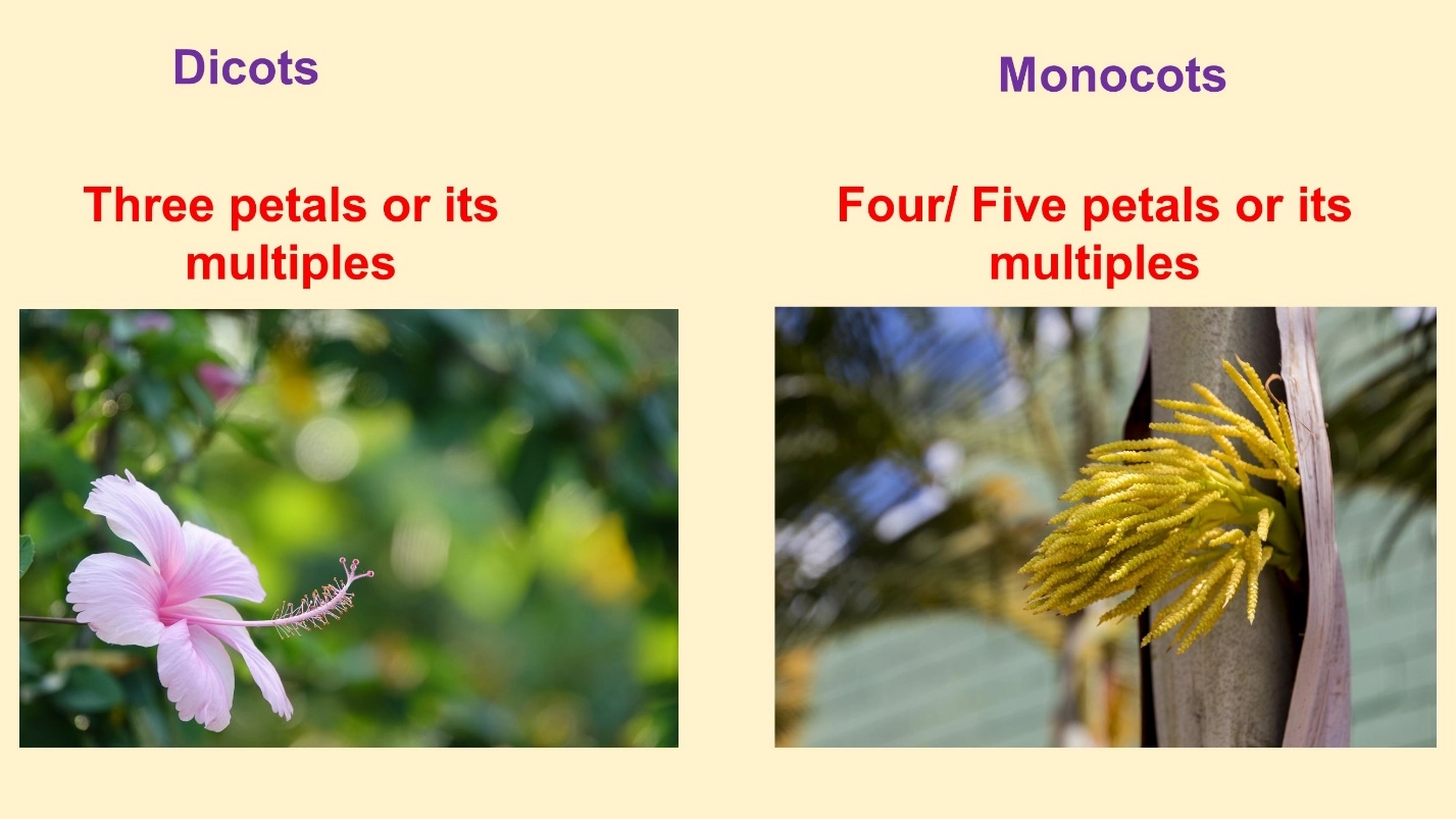 Number of petals in flowers – Differences between Monocot and Dicot