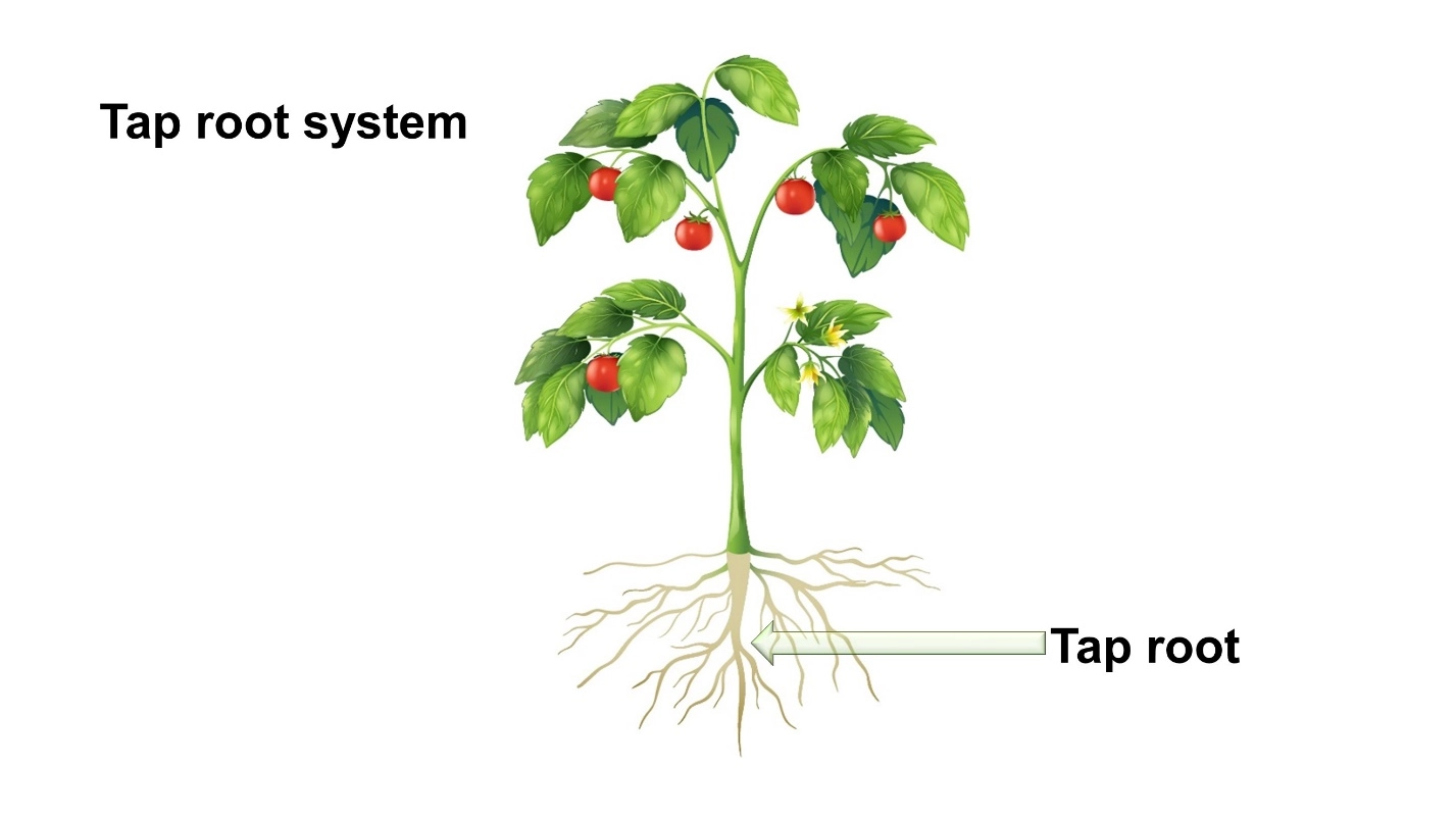 Root system – Differences between Monocot and Dicot