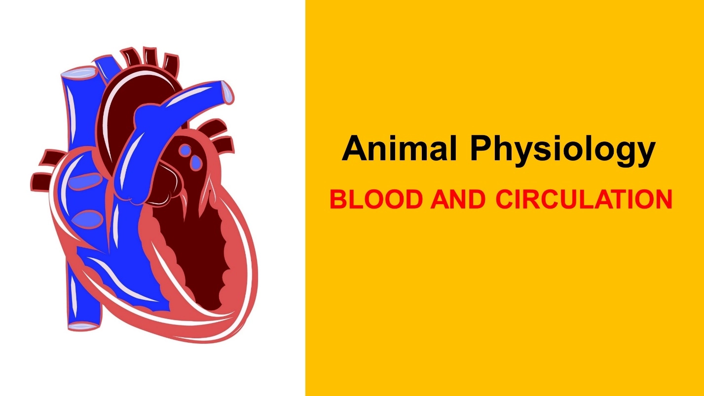 WHAT IS BLOOD CIRCULATION? – Animal Physiology - BLOOD AND CIRCULATION