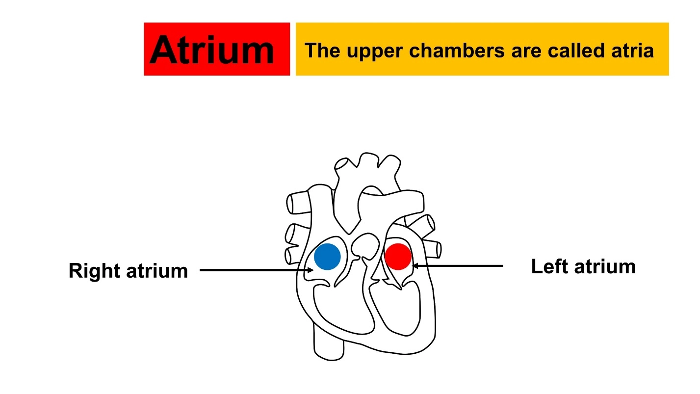 Atrium (plural is atria) – Animal Physiology - BLOOD AND CIRCULATION
