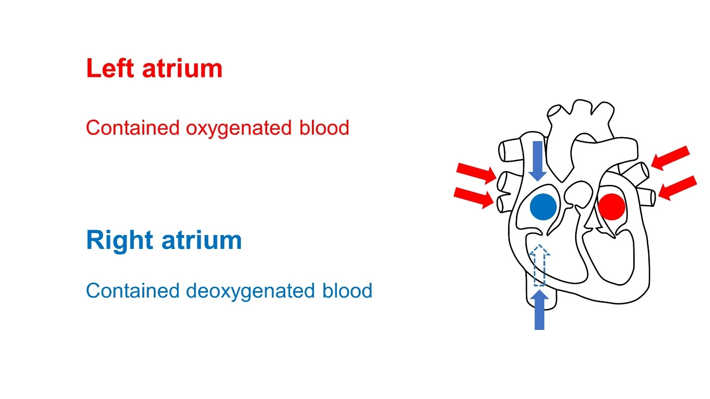 Atrium (plural is atria) – Animal Physiology - BLOOD AND CIRCULATION