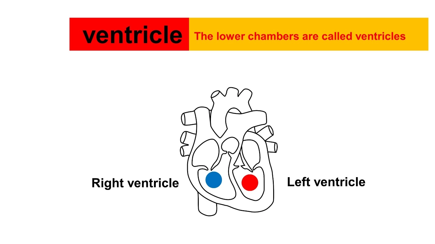 Ventricles – Animal Physiology - BLOOD AND CIRCULATION