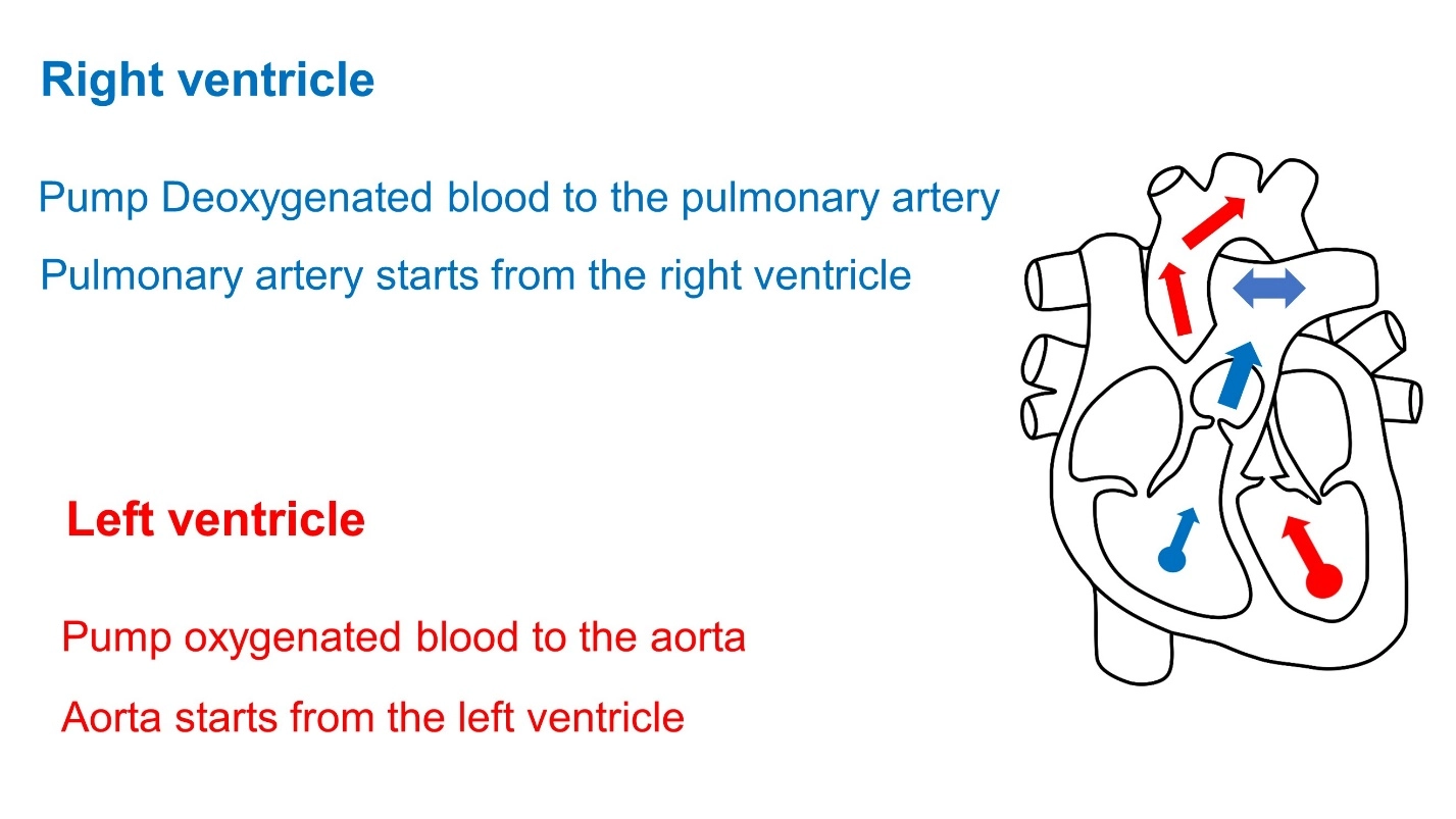 Ventricles – Animal Physiology - BLOOD AND CIRCULATION