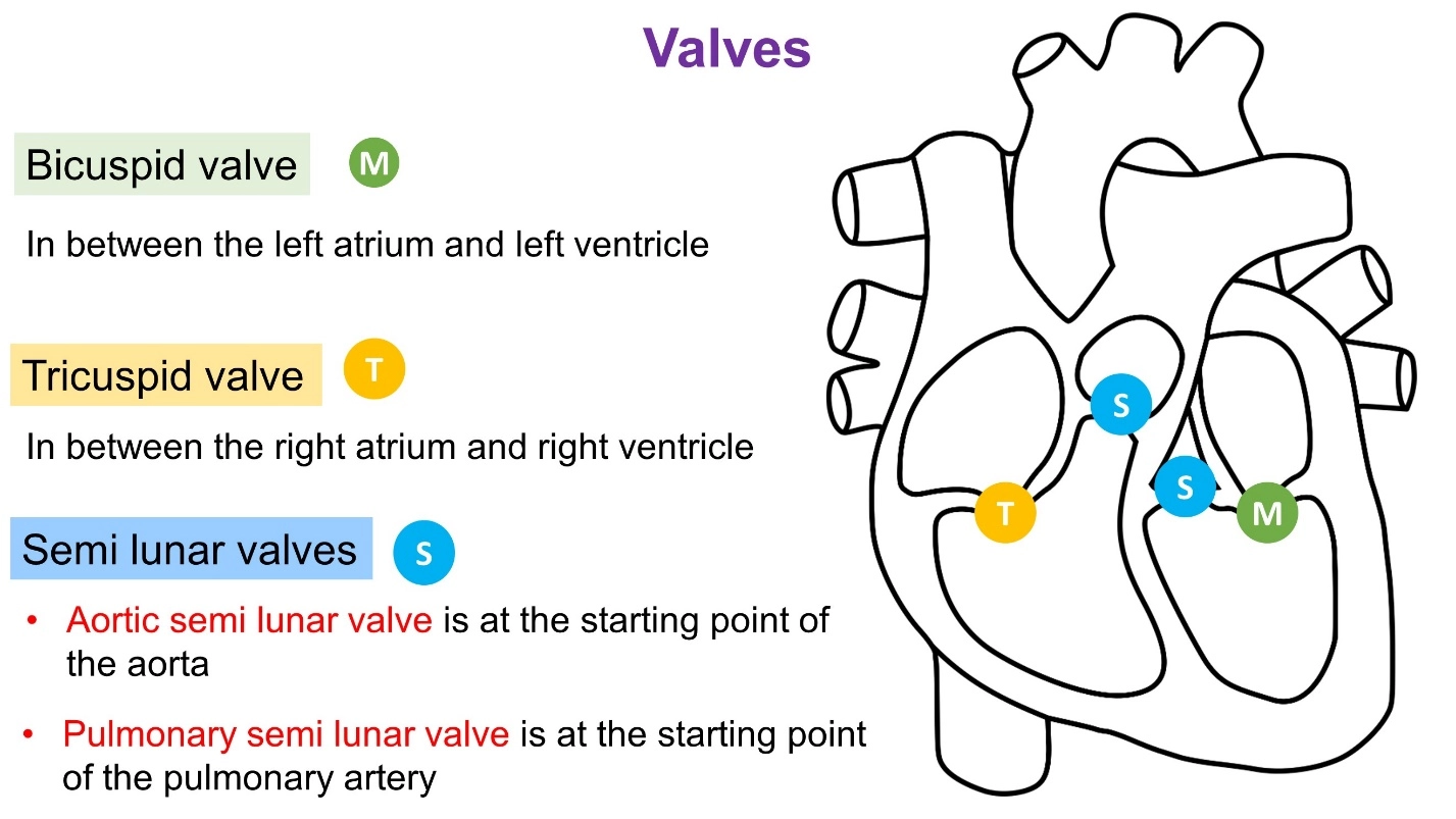 Valves – Animal Physiology - BLOOD AND CIRCULATION