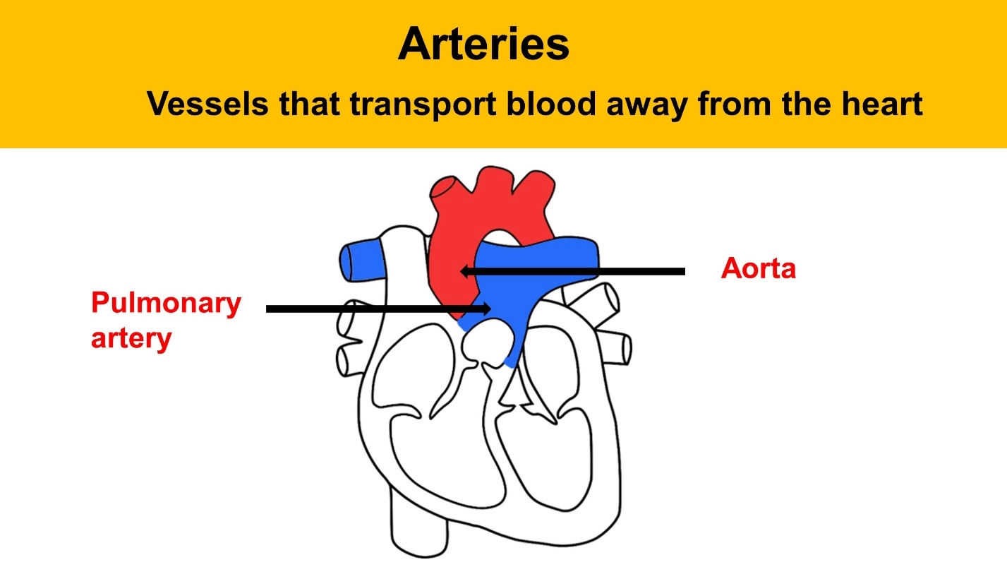 Blood Vessels are – Animal Physiology - BLOOD AND CIRCULATION