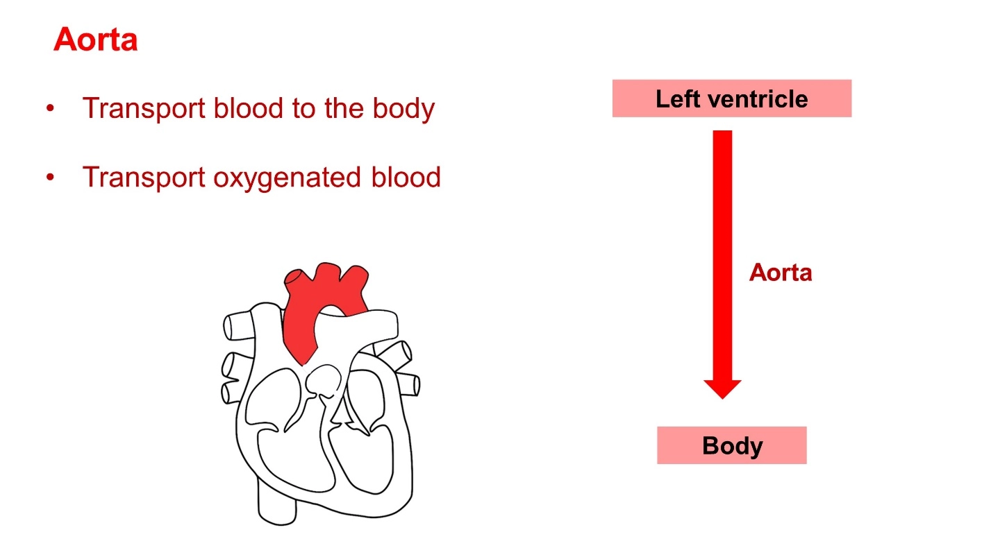 Aorta – Animal Physiology - BLOOD AND CIRCULATION