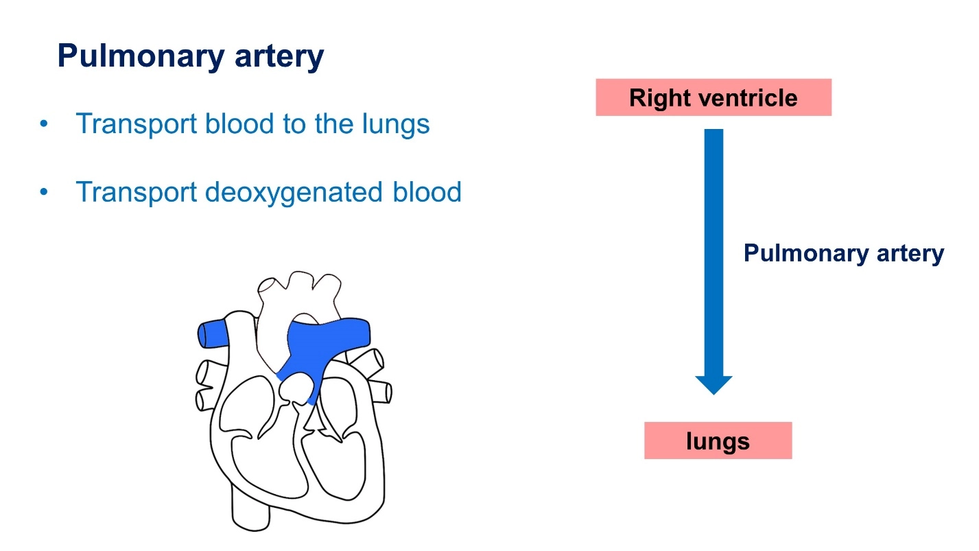 Pulmonary artery – Animal Physiology - BLOOD AND CIRCULATION