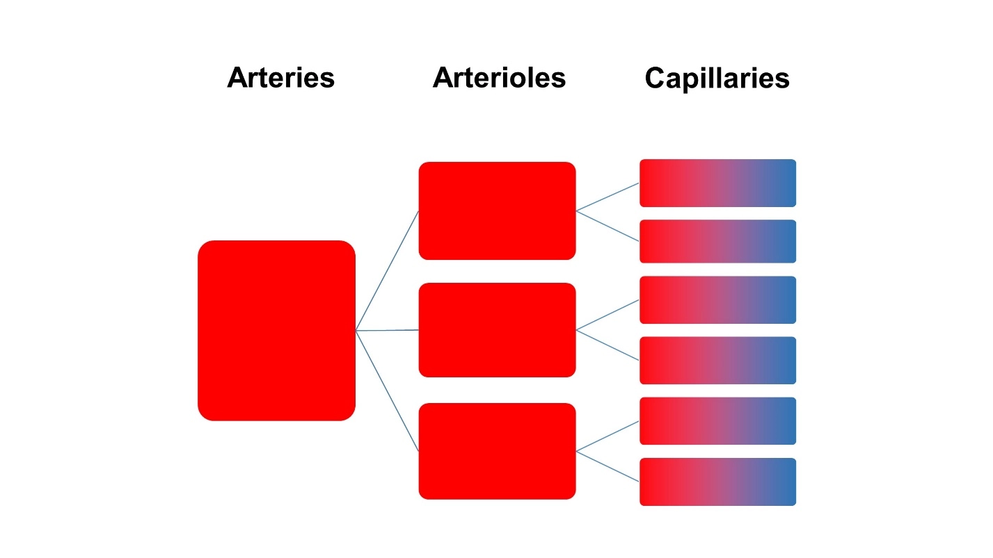 Pulmonary artery – Animal Physiology - BLOOD AND CIRCULATION