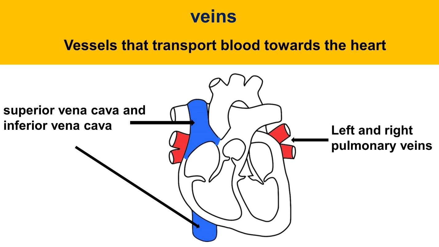 Veins – Animal Physiology - BLOOD AND CIRCULATION