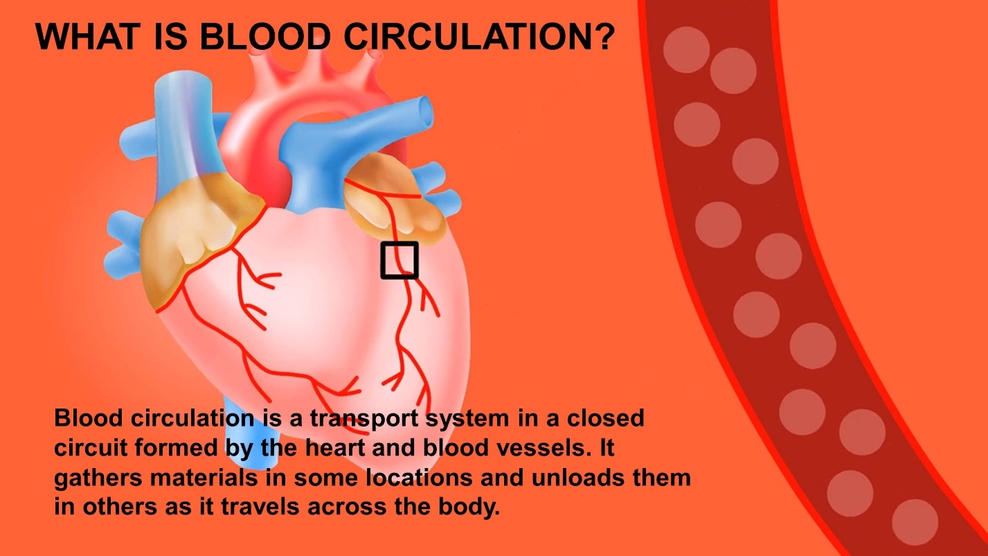 Animal Physiology - BLOOD AND CIRCULATION