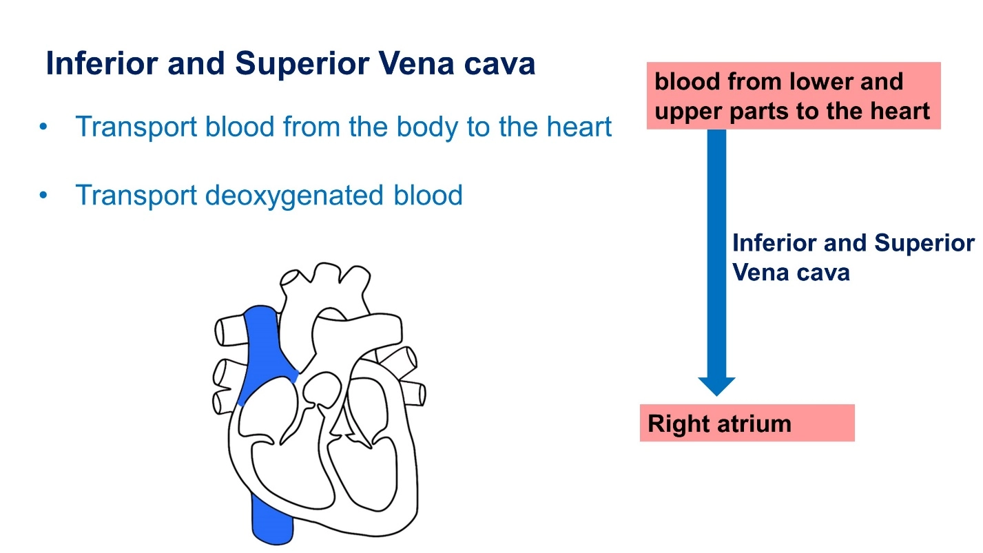 Inferior and Superior Vena cava – Animal Physiology - BLOOD AND CIRCULATION