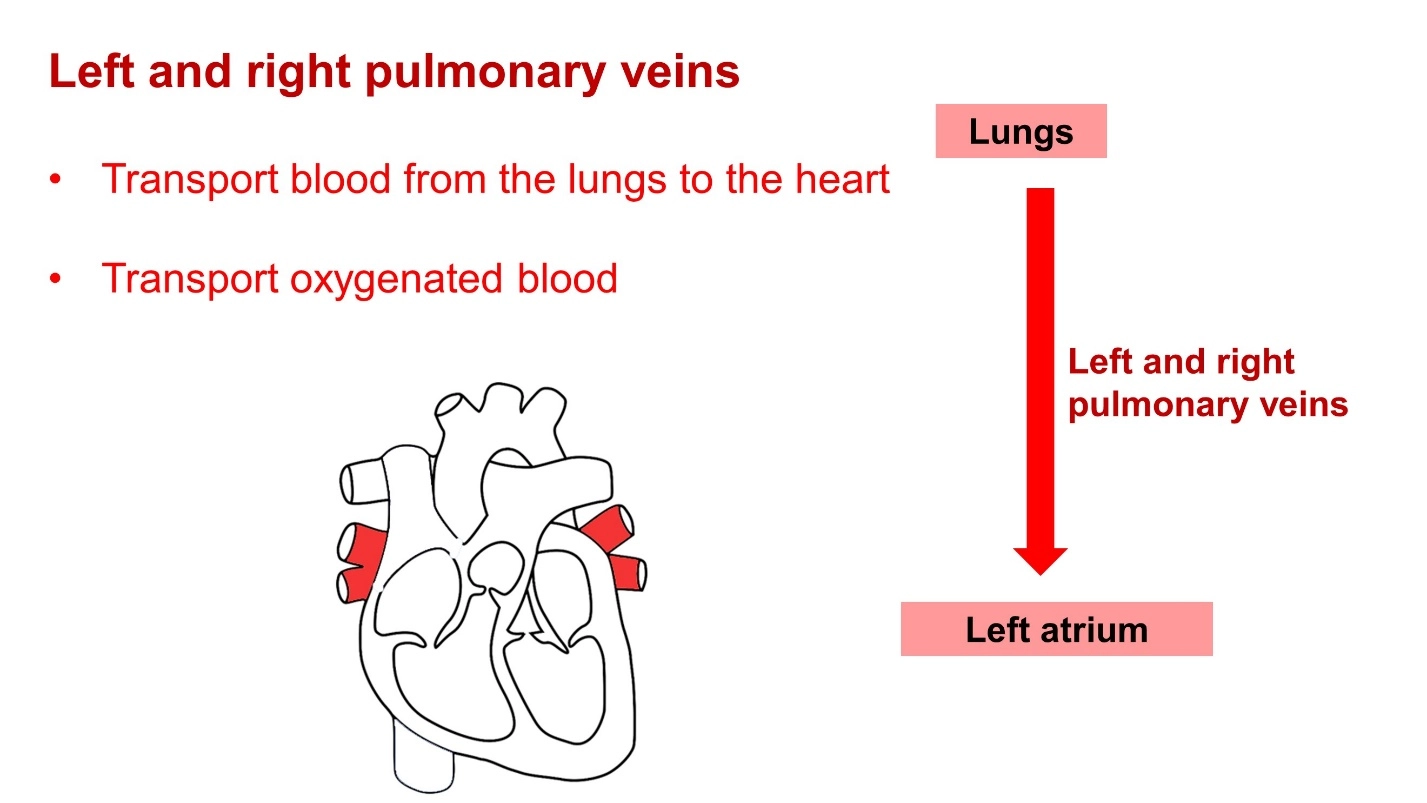 Left and right pulmonary veins – Animal Physiology - BLOOD AND CIRCULATION