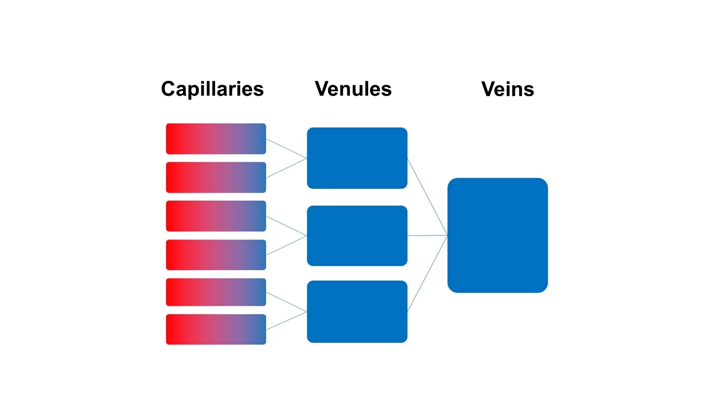 Left and right pulmonary veins – Animal Physiology - BLOOD AND CIRCULATION