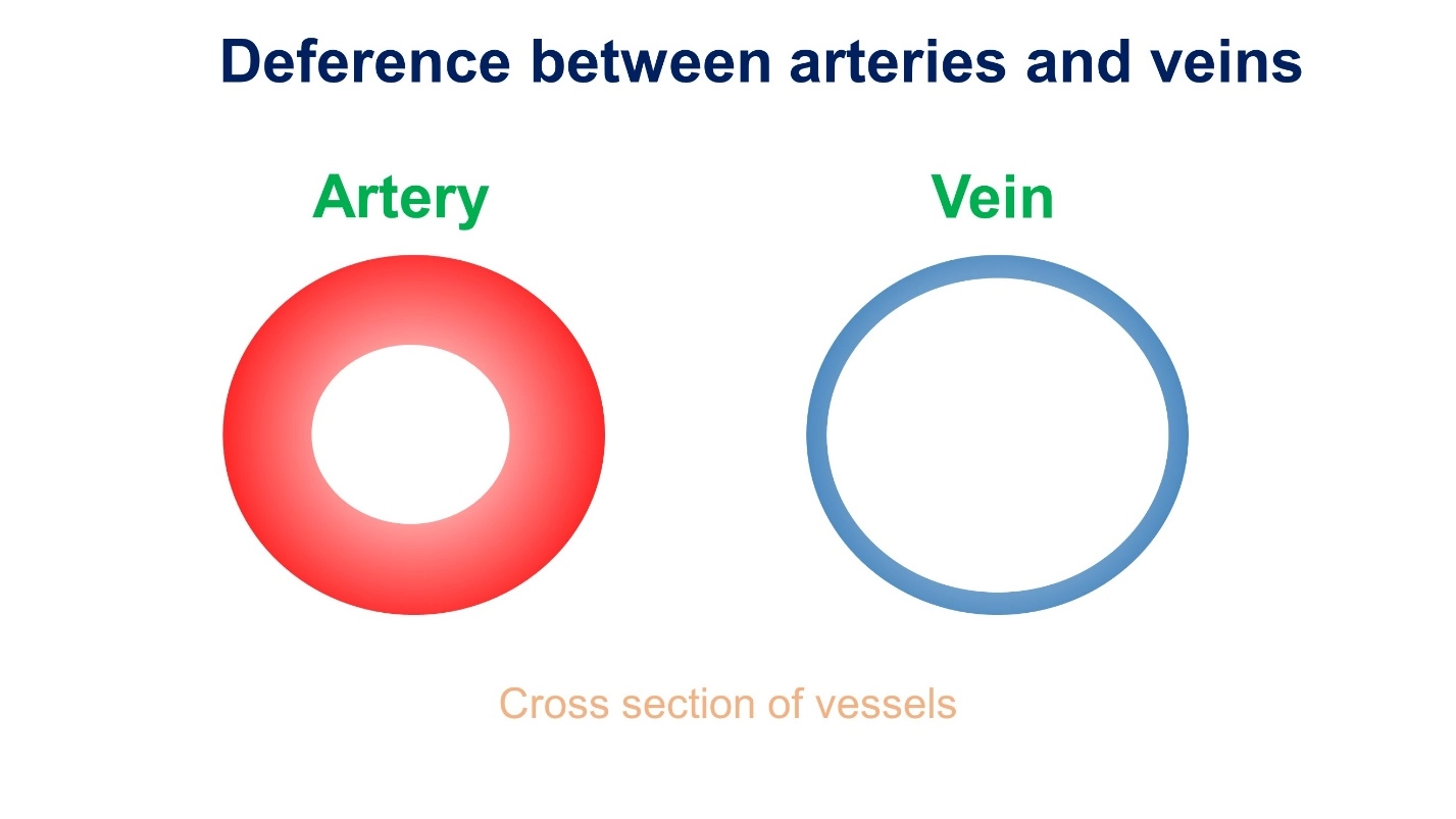 The difference between arteries and veins – Animal Physiology - BLOOD AND CIRCULATION