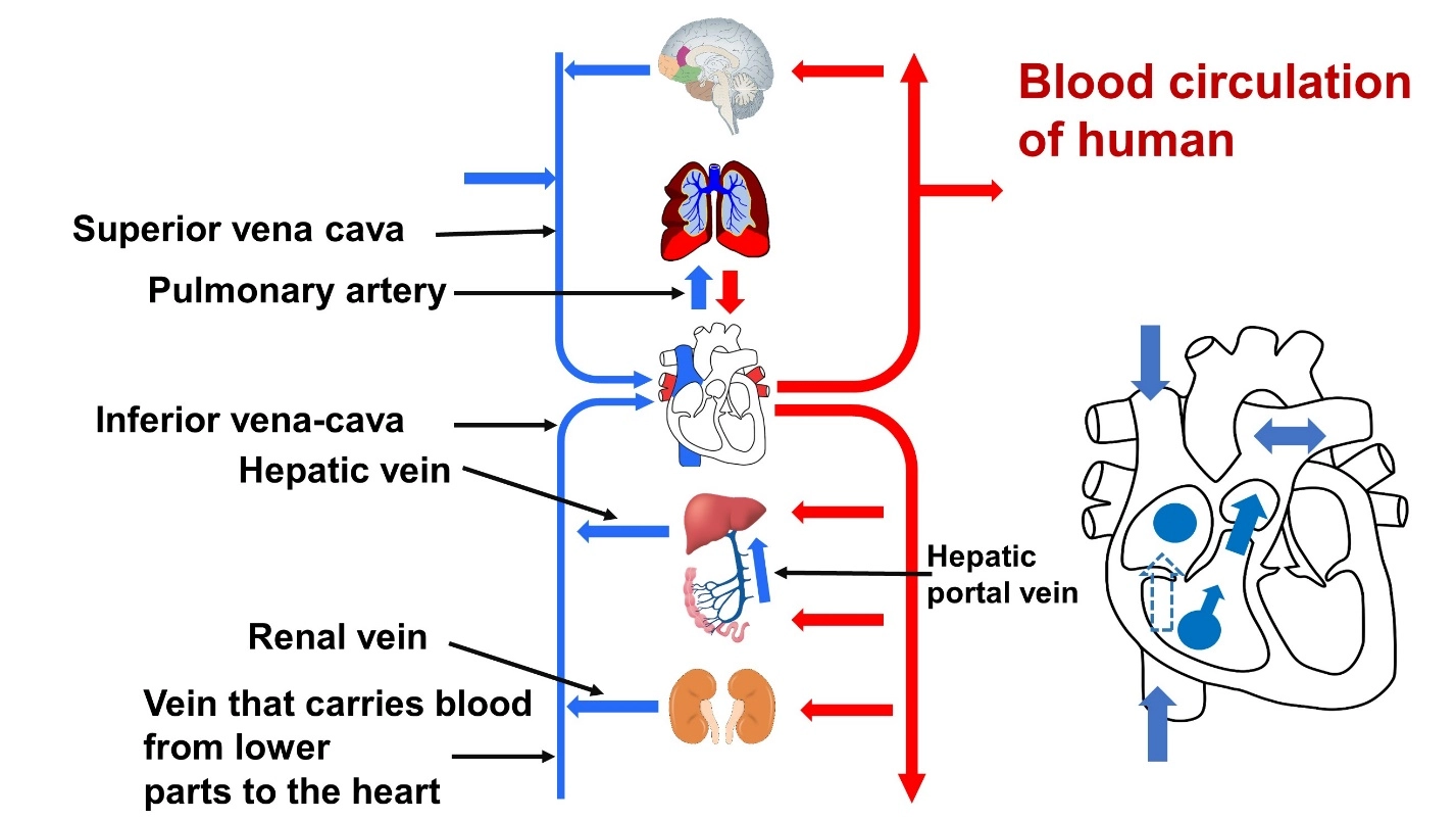 The blood circulation of human beings – Animal Physiology - BLOOD AND CIRCULATION