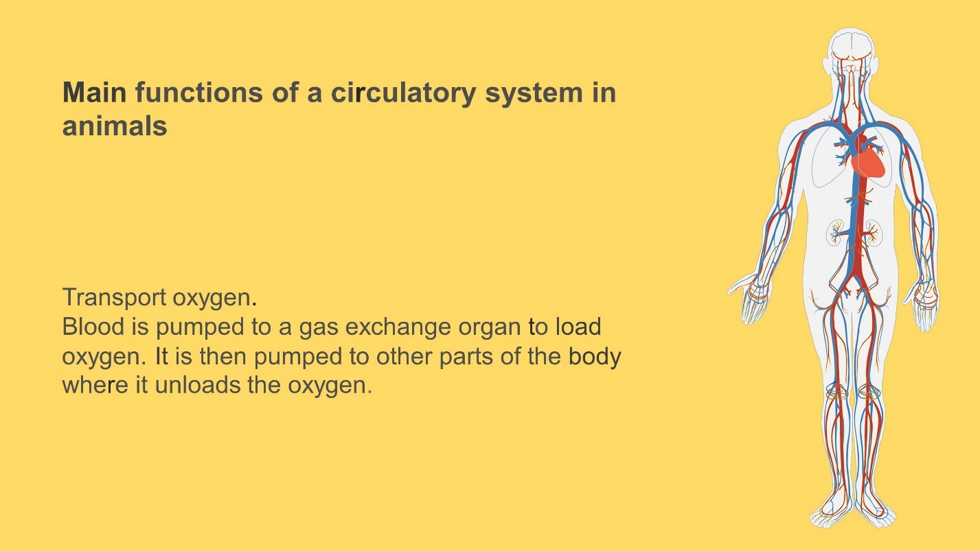 Some major functions of a circulatory system in animals – Animal Physiology - BLOOD AND CIRCULATION