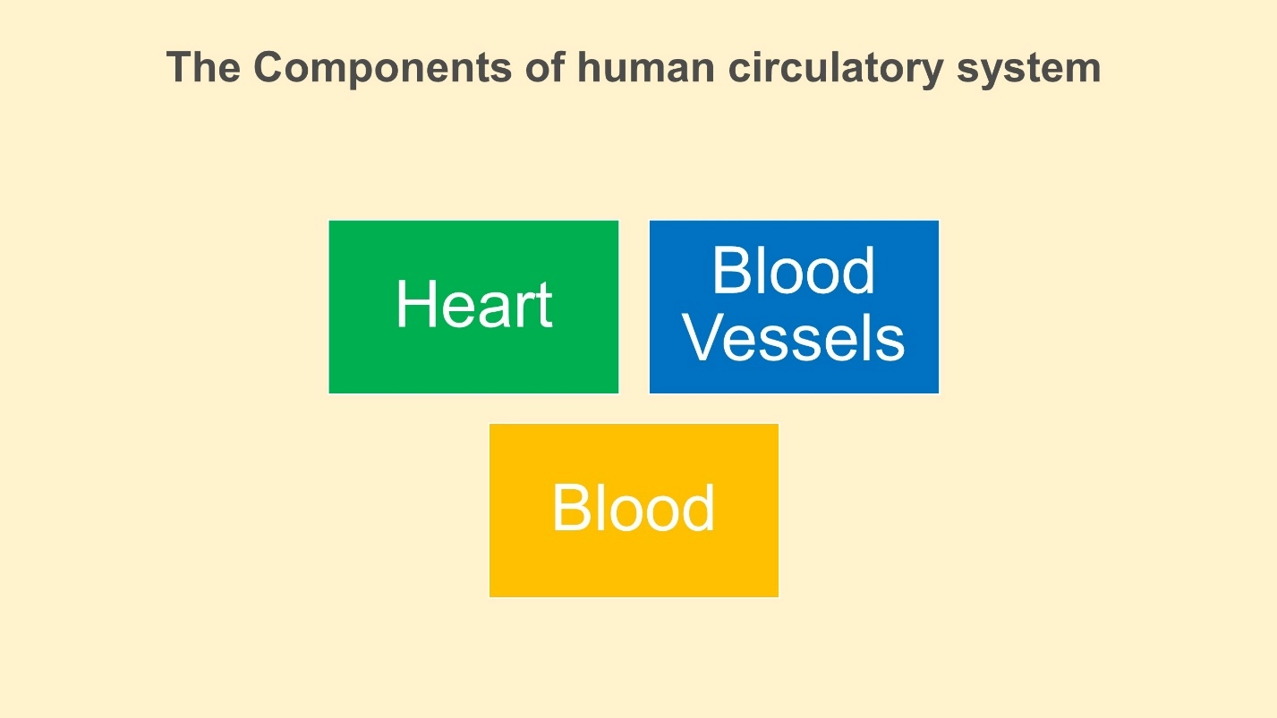 The Components of the human circulatory system – Animal Physiology - BLOOD AND CIRCULATION