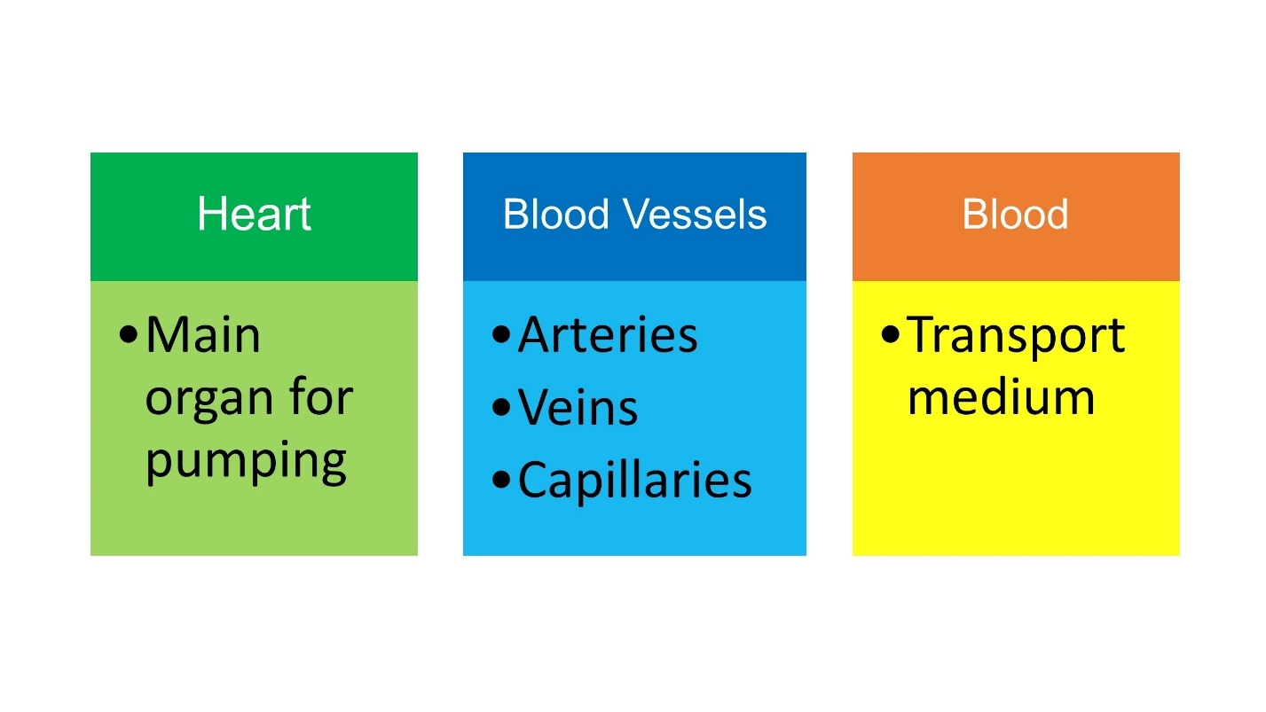 The Components of the human circulatory system – Animal Physiology - BLOOD AND CIRCULATION