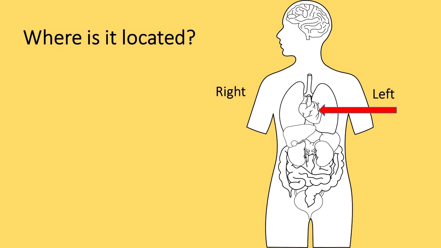 Human Blood circulatory system - location – Animal Physiology - BLOOD AND CIRCULATION