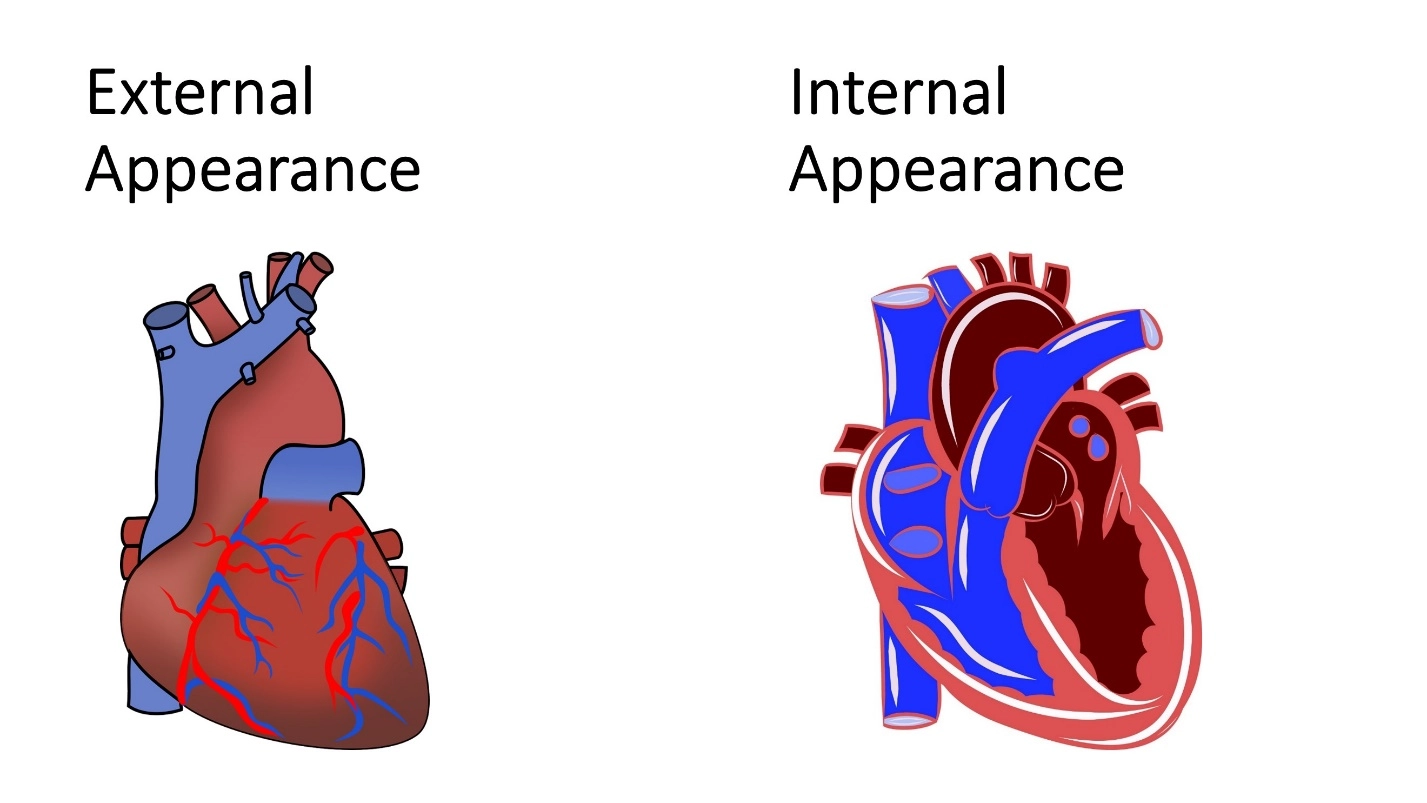 Here is the External and Internal Appearance – Animal Physiology - BLOOD AND CIRCULATION