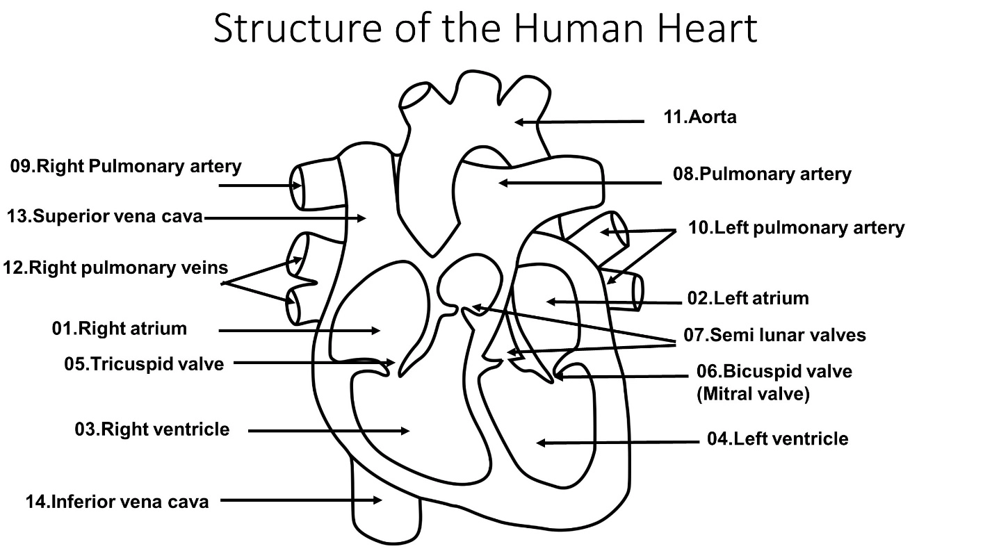 Structure of the Human Heart – Animal Physiology - BLOOD AND CIRCULATION